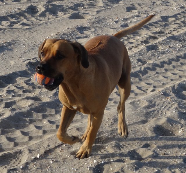ballgetting.jpg