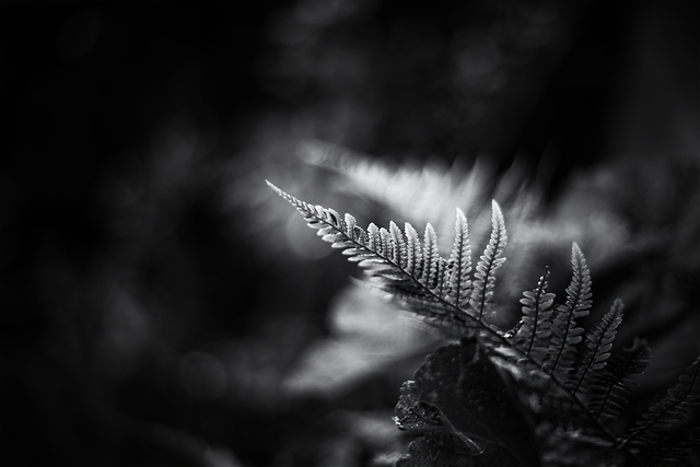 _DSC6551-ST.png