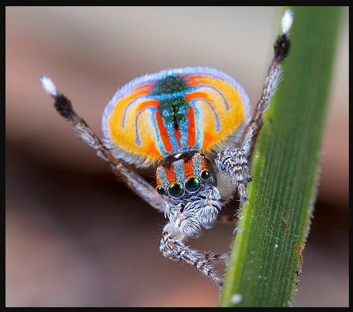 pavo real.jpg