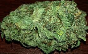 sativa 02.jpg