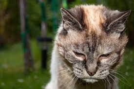 older-cats.jpeg