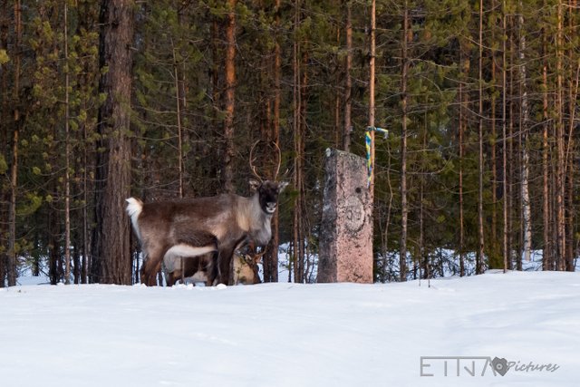 Rehntiere-2.jpg