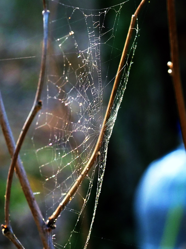 webP4130800.JPG