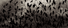 crow_murder.gif