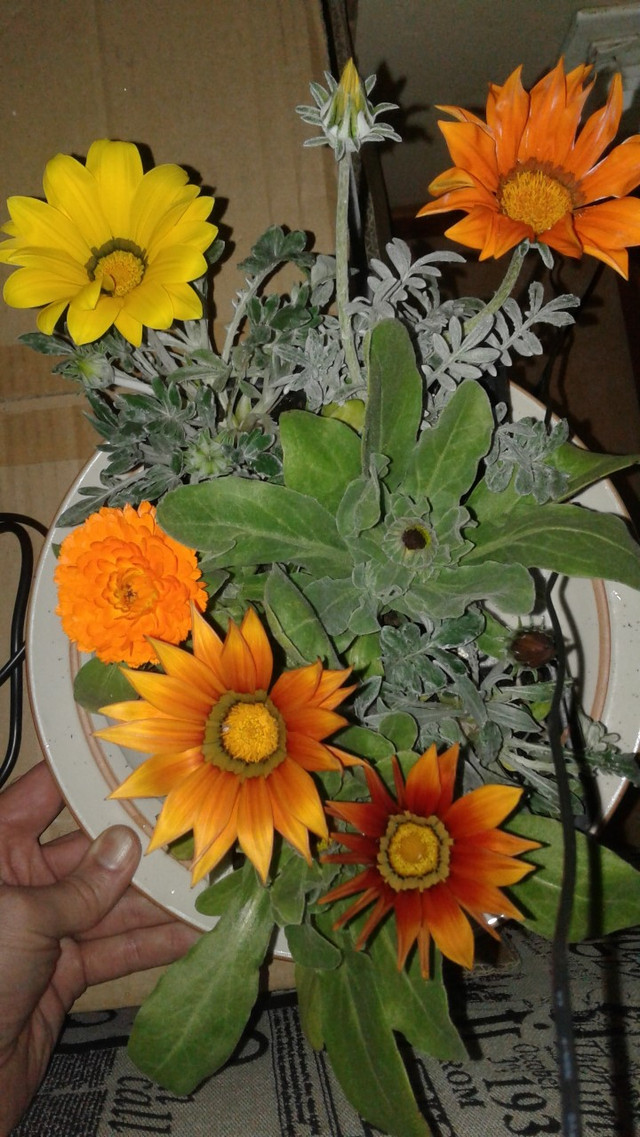 aquaponics7.jpg