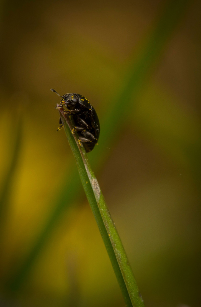 beetlegrass.jpg