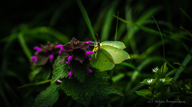 Butterfly-3.jpg