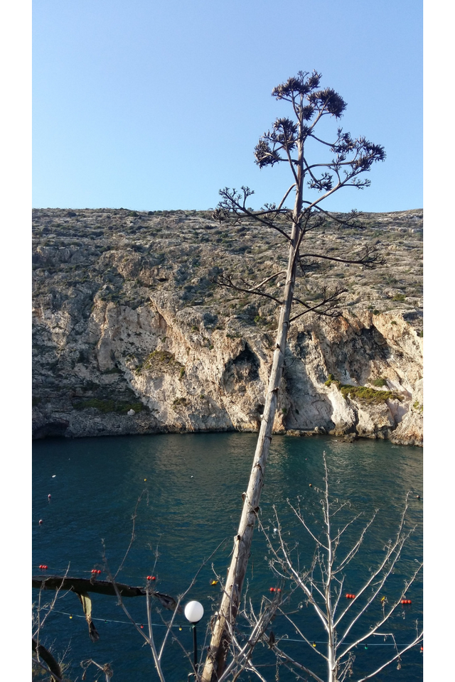 Gozo Tree.png