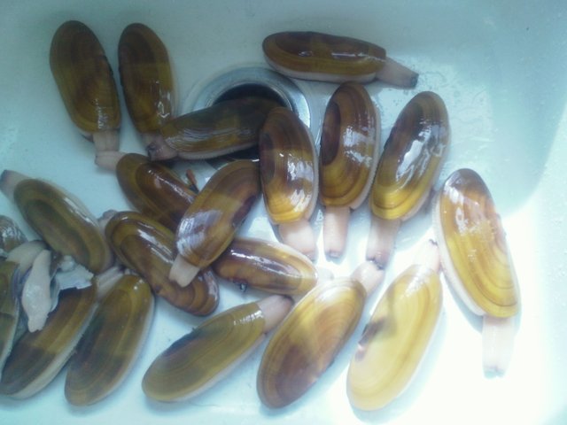 Abe's 016.JPG