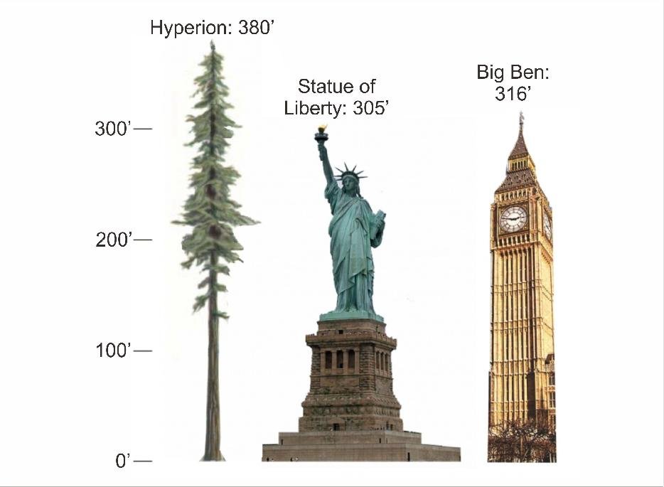 Рост биг. Самое высокое дерево в мире Гиперион высота. Секвойя Гиперион высота. Секвойя дерево Гиперион. Гиперион дерево высота.