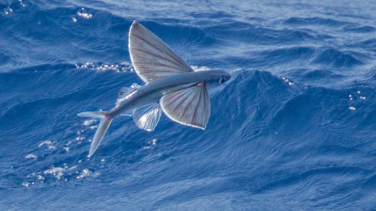 Flying fish. Летучая рыба биплан. Четырёхкрылая летучая рыба. Exocoetus volitans. Рыба летяга.