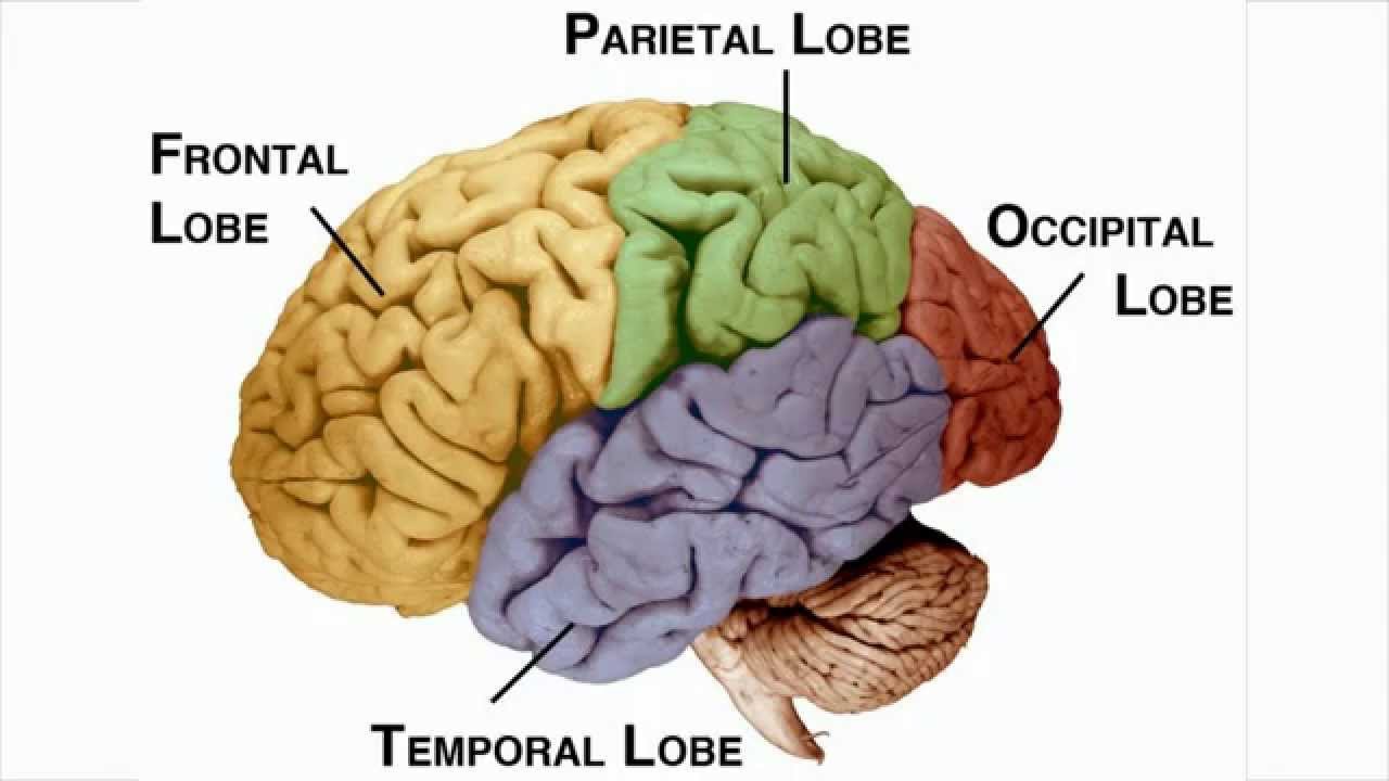 Височно теменная. Lobus frontalis. Кортекс мозг. Неокортекс лобная доля. Кортекс и неокортекс в мозге.