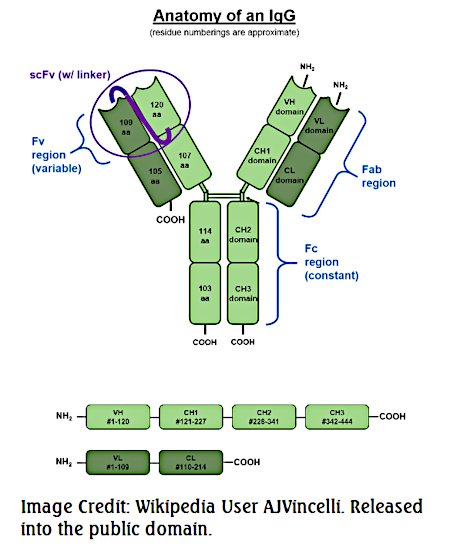 IgG Anatomy wikipedia user AJVincelli public domain.jpg