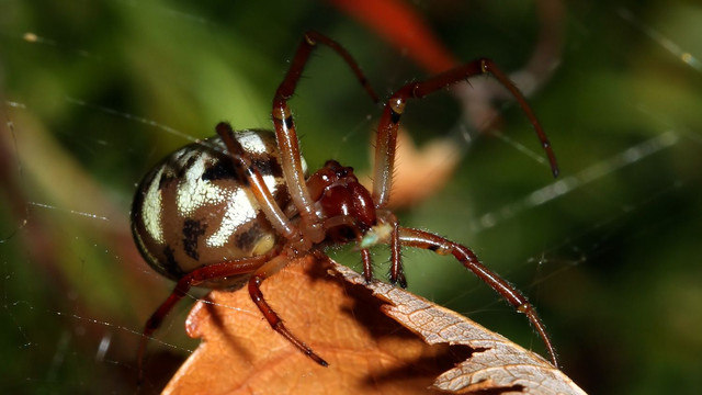 Tetragnathidae Phonognatha graeffei BY Tas 2018-02-07.jpg