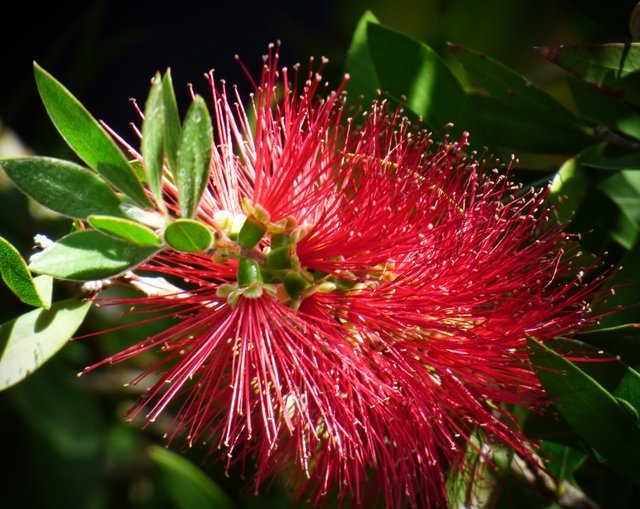 Bottle brush macro.jpg