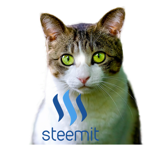 steemitpussies-i1hrz2o.png