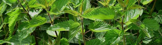 stinging-nettle-banner.jpg