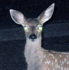 deer-in-the-headlights.jpg