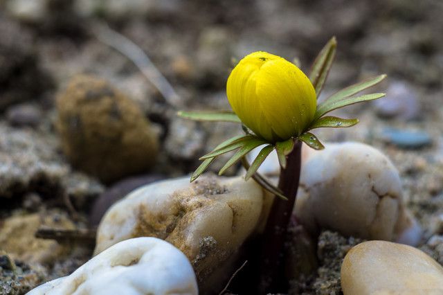 07-03-2018-macro-04830.jpg
