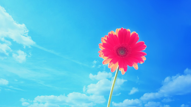 wallpapers-flower-hd-4.jpg