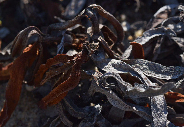 drystuff ice plant.jpg