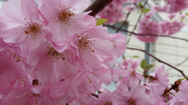 blossoms