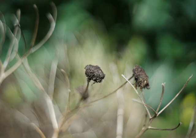 drystuff ilk bokeh.jpg
