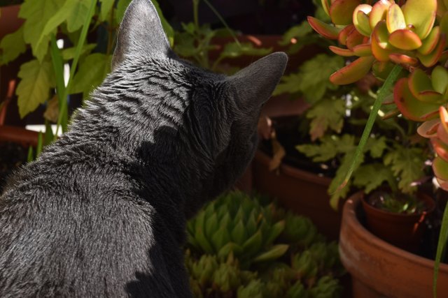 Suzi balcony watch.jpg
