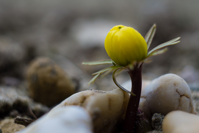 07-03-2018-macro-04827.jpg