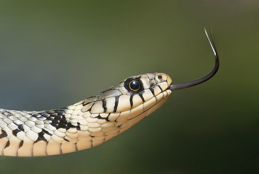 grass-snake-60546__340.jpg