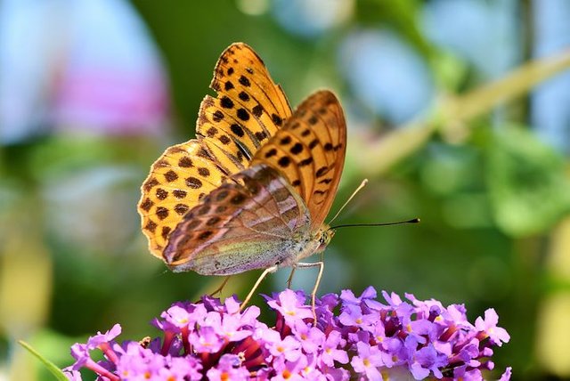 butterfly-3559186__480.jpg