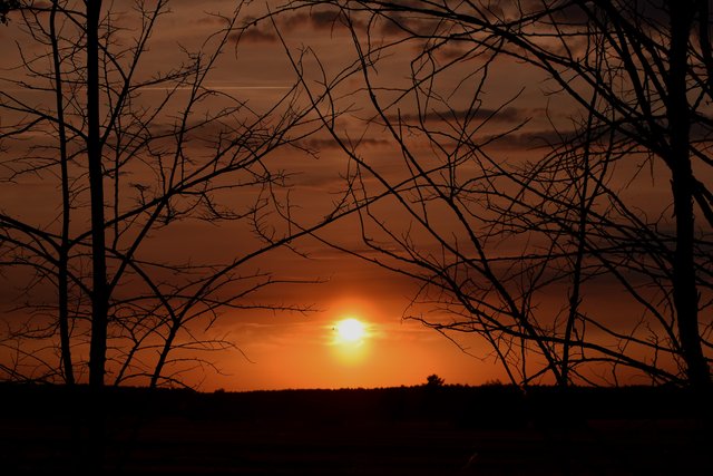 sunset branches pl.jpg