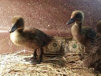 Baby_Ducks_10_Days_Old.jpg