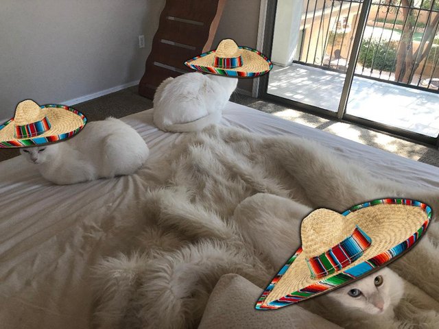 sombrero kitty mod.jpg