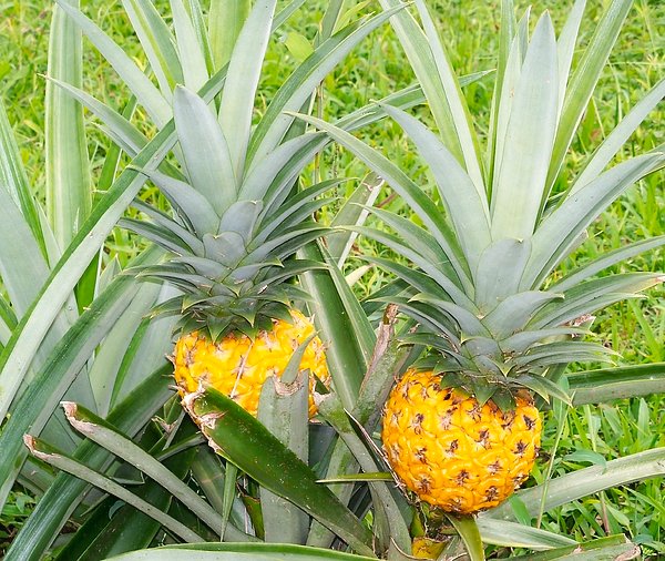 Pineapple Tropical Fruit - Free photo on Pixabay Pineapple planting, Growing pin