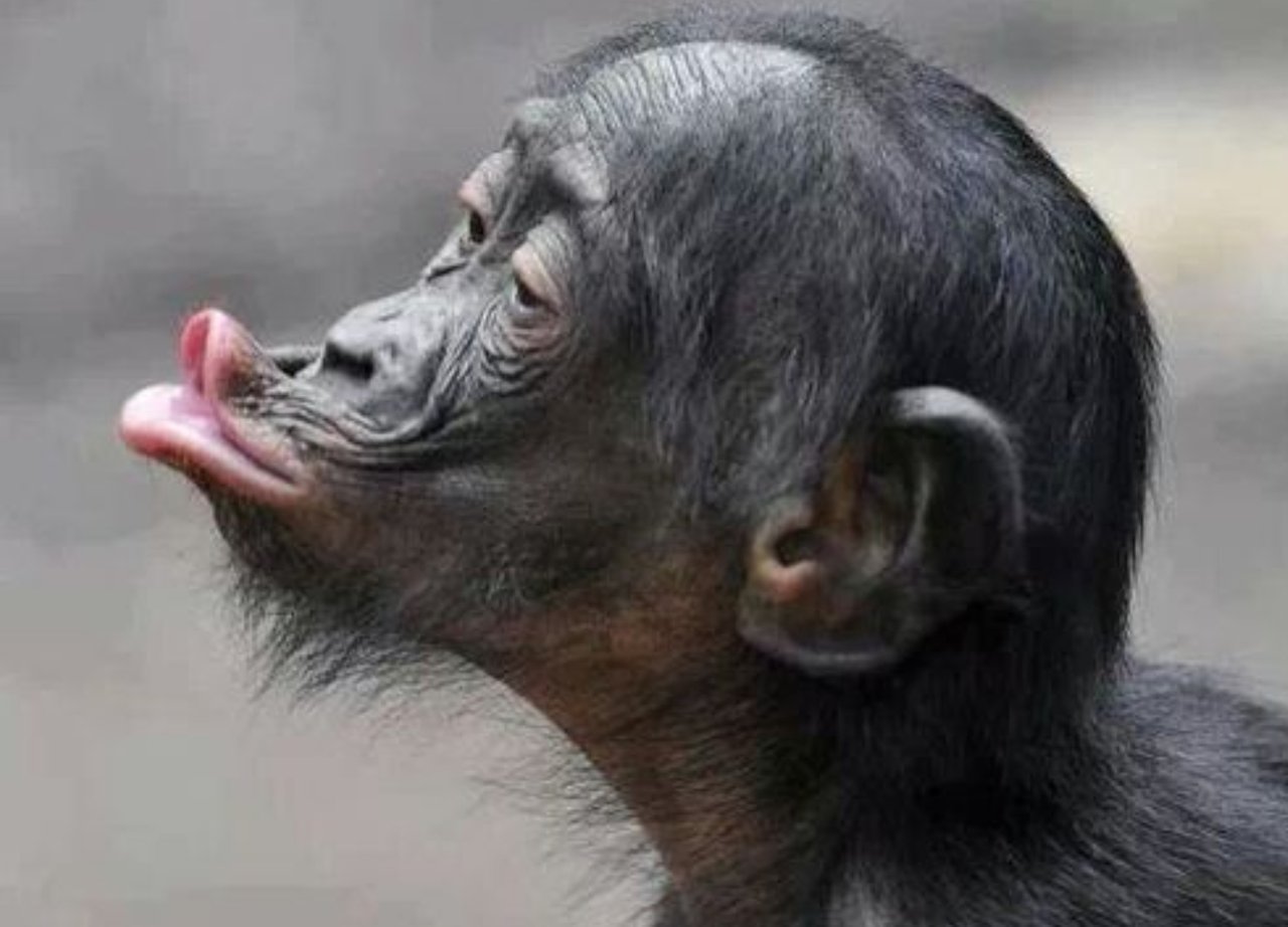 Шимпанзе показывает губы