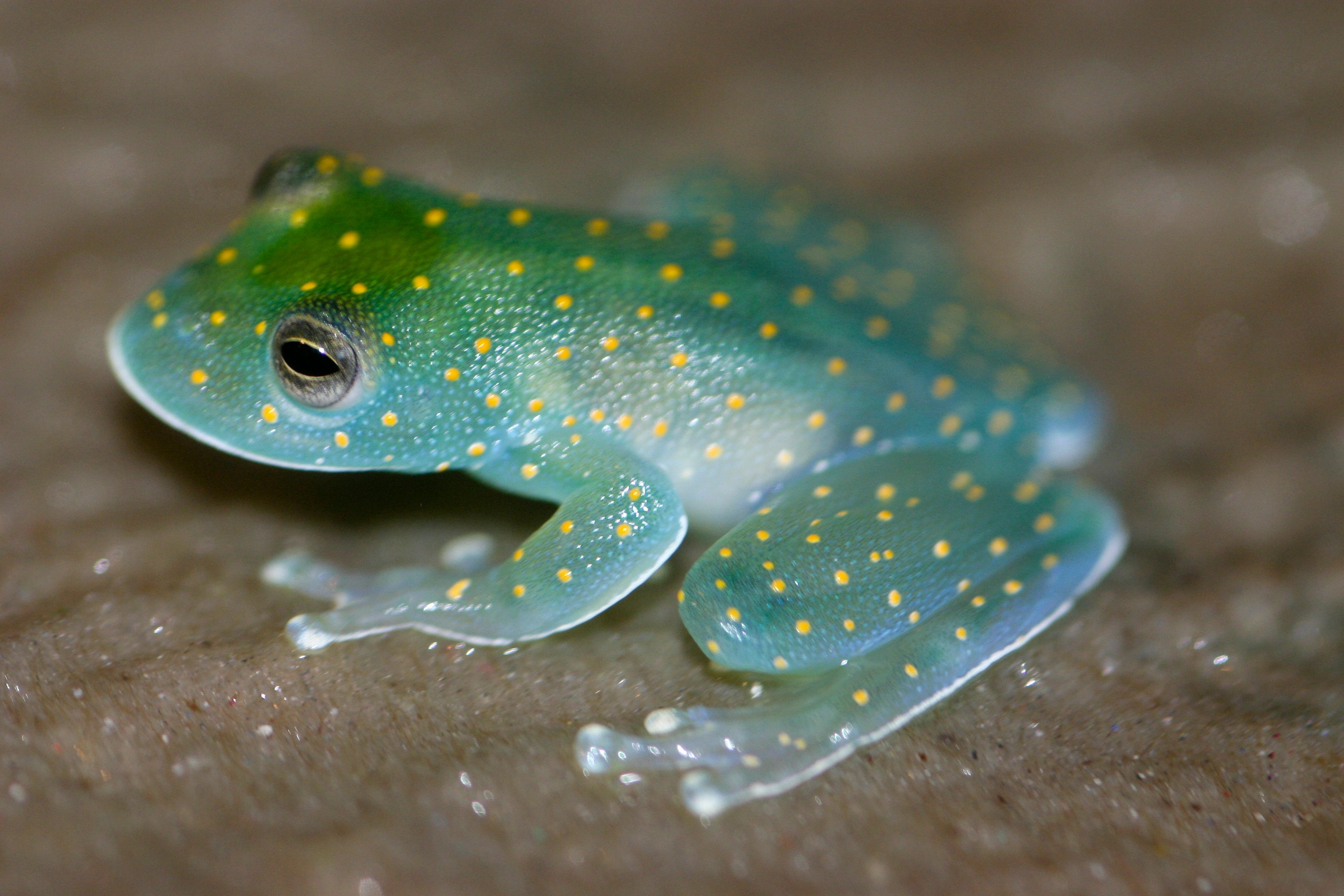 Cam Kurbağa - Glass Frog (Centrolenidae) - Steemkr