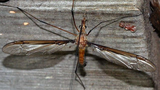 Insects Diptea Tipulidae Unknwn A MV BY Tas 2018-0-18 n1.jpg