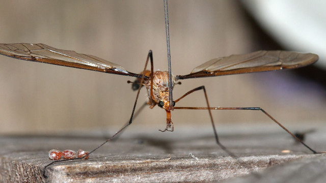 Insects Diptea Tipulidae Unknwn A MV BY Tas 2018-0-18 n3.jpg