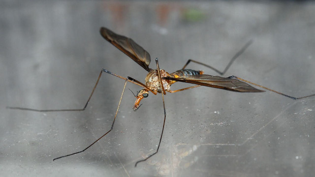 Insects Diptea Tipulidae Unknwn A MV BY Tas 2018-0-18 n2.jpg