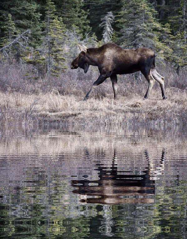 shasta2019march19th47cowmoose11io.gif