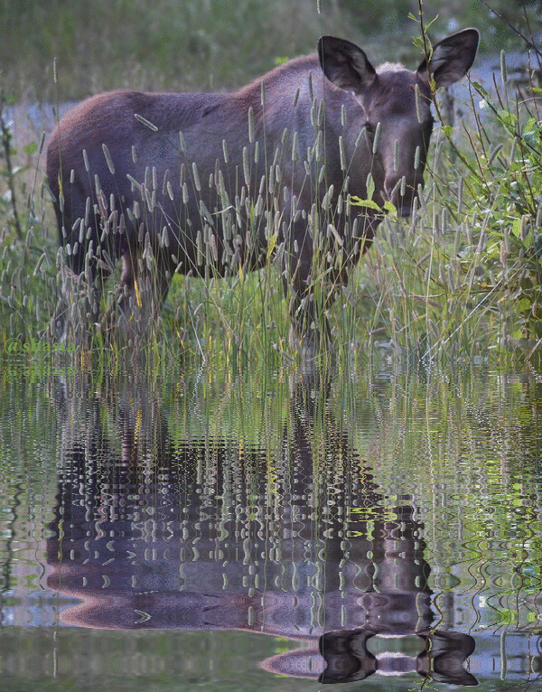 shasta2018aug20th47mooseripple6io.gif
