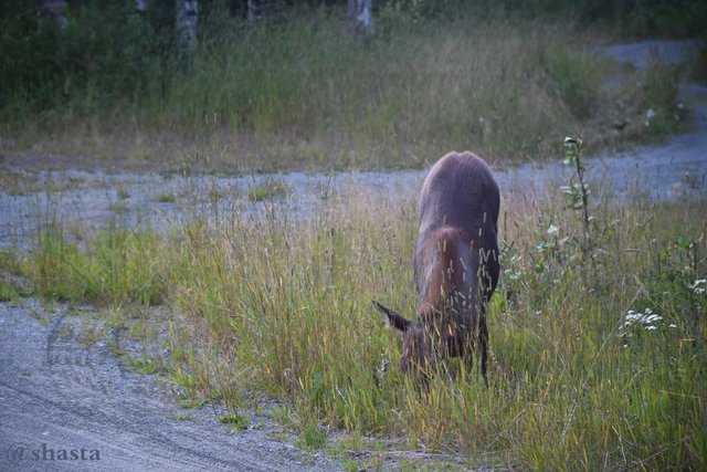 shasta2018aug20th47moosemonday6io.jpg