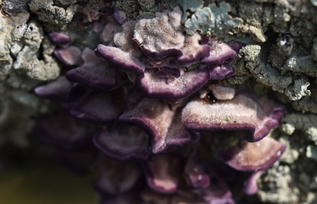 purple mushroom on cork 1.jpg