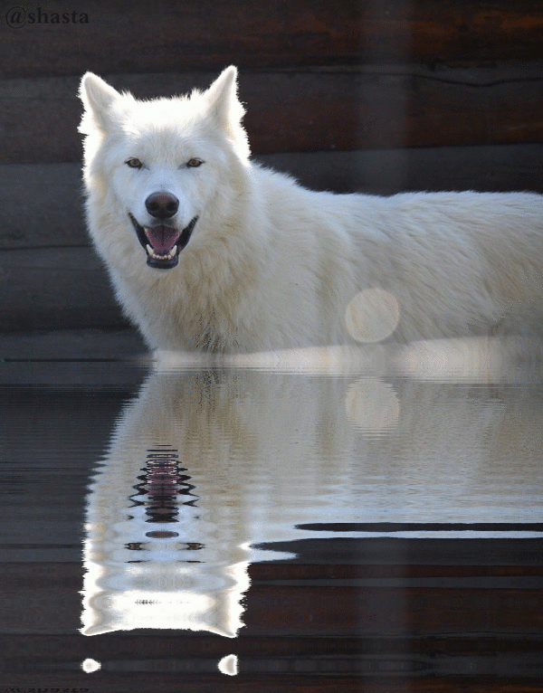 shasta2018sept23rd47wolfripple1io.gif