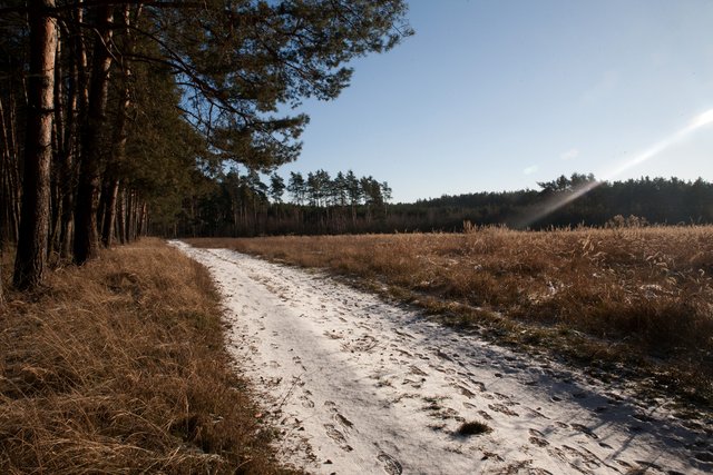 glinianki woods winter  2.jpg