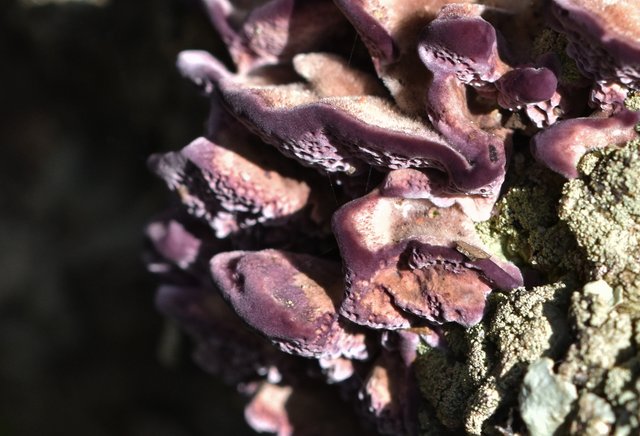 purple mushroom on cork 2.jpg