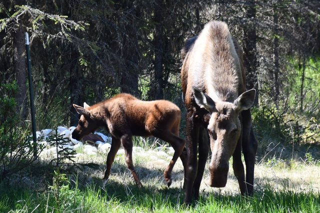 shasta2018dec10th47moosemonday9io.jpg