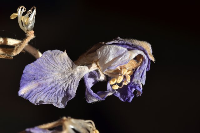 Delphinum dry stuff flowers.jpg
