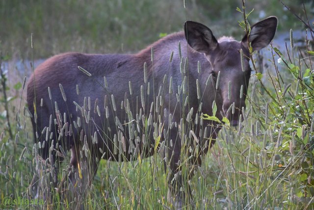 shasta2018aug20th47moosemonday8io.jpg